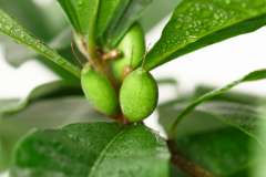 Unripe-Miracle-fruit