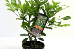 Whole-Miracle-fruit-plant