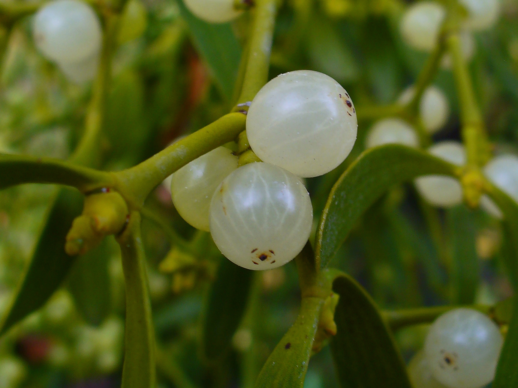Mistletoe-berries