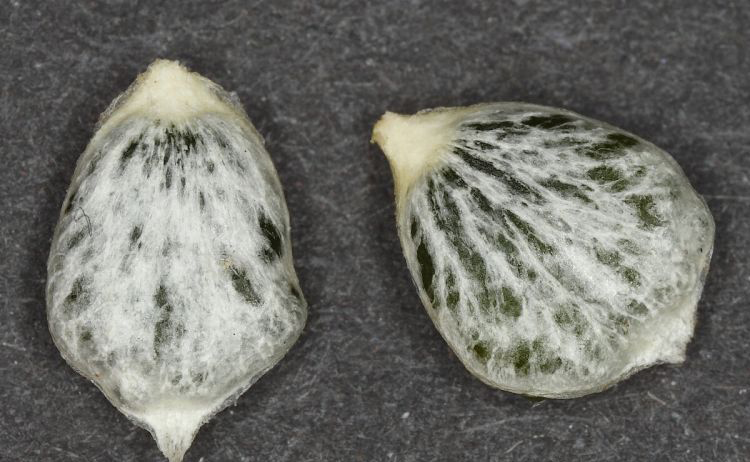 Mistletoe-seeds