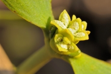 Close-up-flower-of-Mistletoe