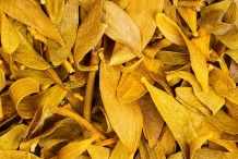 Dried-leaves-of-Mistletoe