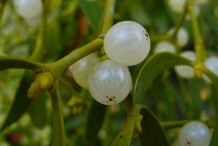 Mistletoe-berries