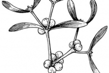 Mistletoe-drawing