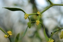 Mistletoe-flowers