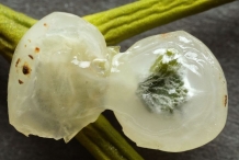 Mistletoe-fruit-pulp
