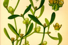 Mistletoe-illustration