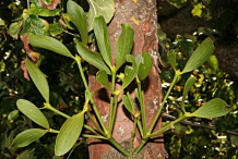Mistletoe-leaves