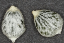 Mistletoe-seeds