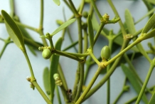 Mistletoe-stem