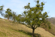 Mistletoe-tree