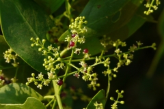 Flower-buds-of-Miswak