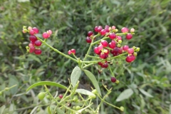 Miswak-fruits