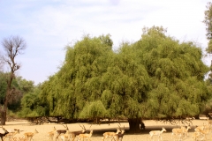 Miswak-tree