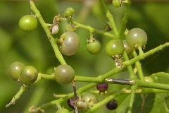 Miswak-young-fruits