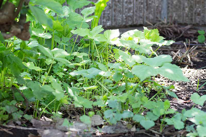 Mitsuba-Plant-growing-wild