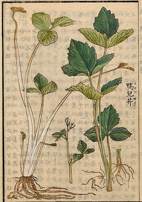 Plant-Illustration-of-Mitsuba
