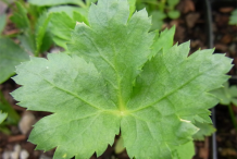 Closer-view-of-leaves-of-Mitsuba