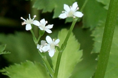 Flowers-of-Mitsuba