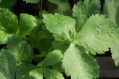Leaves-of-Mitsuba