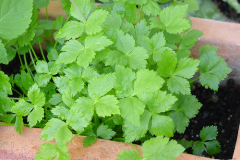 Mitsuba-plant