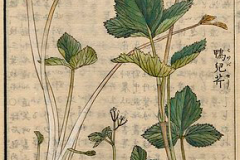 Plant-Illustration-of-Mitsuba