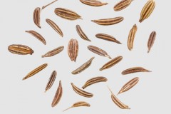 Seeds-of-Mitsuba