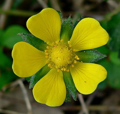 Closer-view-of-flower-of-Mock-strawberry