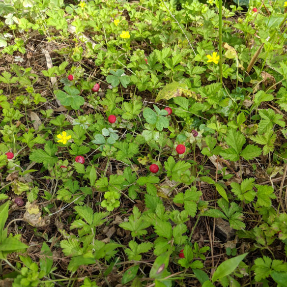 Mock-strawberry-plant-growing-wild