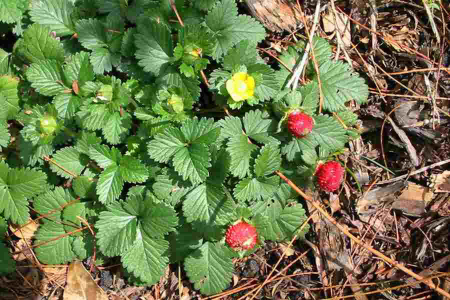 Mock-strawberry-plant