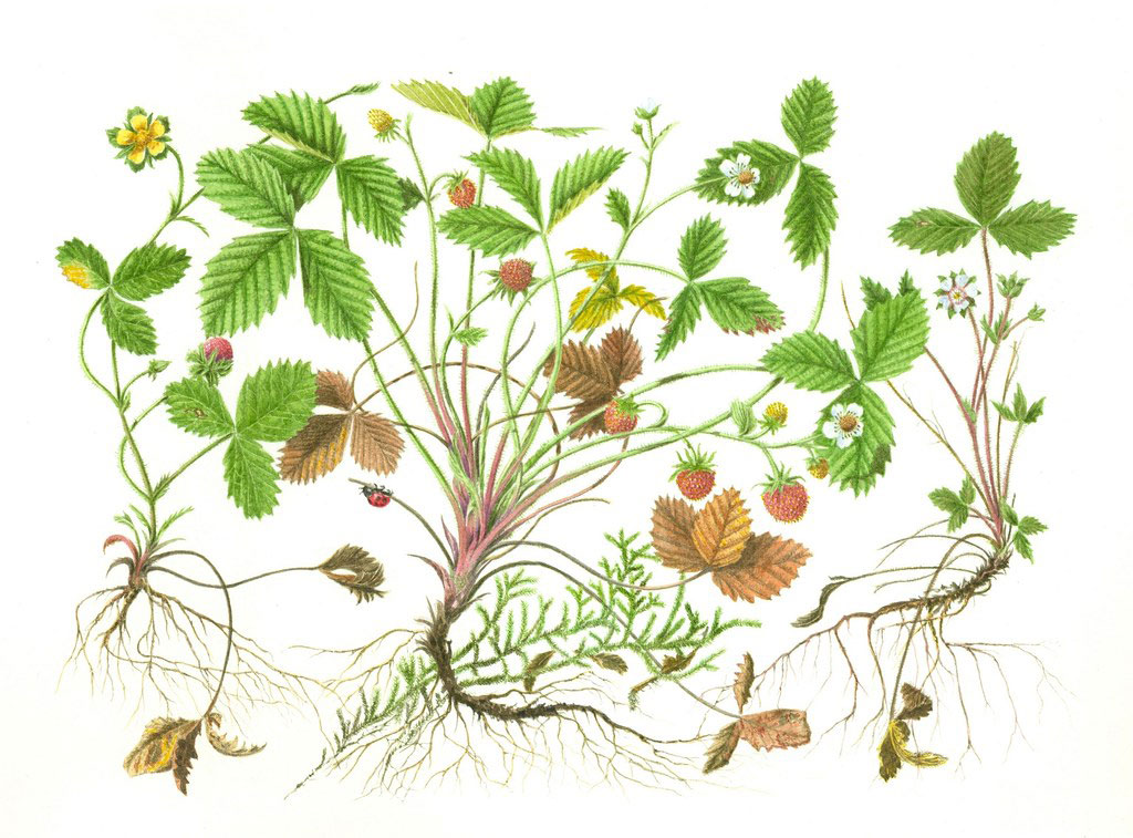 Plant-Illustration-of-Mock-strawberry