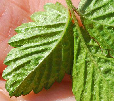 Ventral-view-of-Leaf-of-Mock-strawberry
