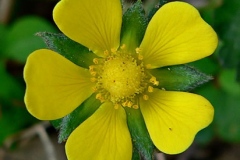 Closer-view-of-flower-of-Mock-strawberry