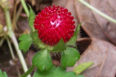 Closer-view-of-fruit-of-Mock-strawberry