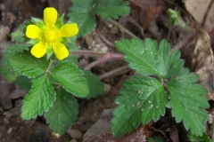 Flower-of-Mock-strawberry