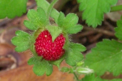 Fruit-of-Mock-strawberry