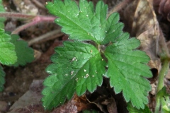 Leaves-of-Mock-strawberry