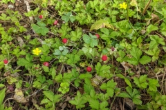 Mock-strawberry-plant-growing-wild