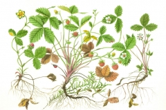 Plant-Illustration-of-Mock-strawberry