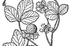 Sketch-of-Mock-strawberry