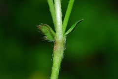 Stem-of-Mock-strawberry