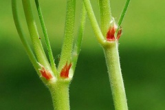 Stipules-of-Mock-strawberry
