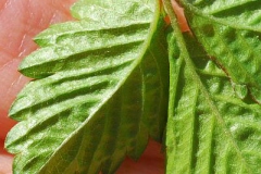 Ventral-view-of-Leaf-of-Mock-strawberry