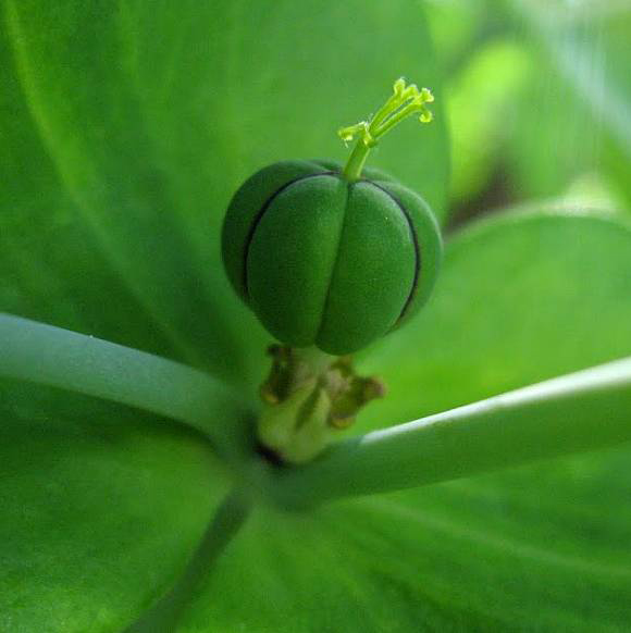 Immature--fruit-of-Mole-plant