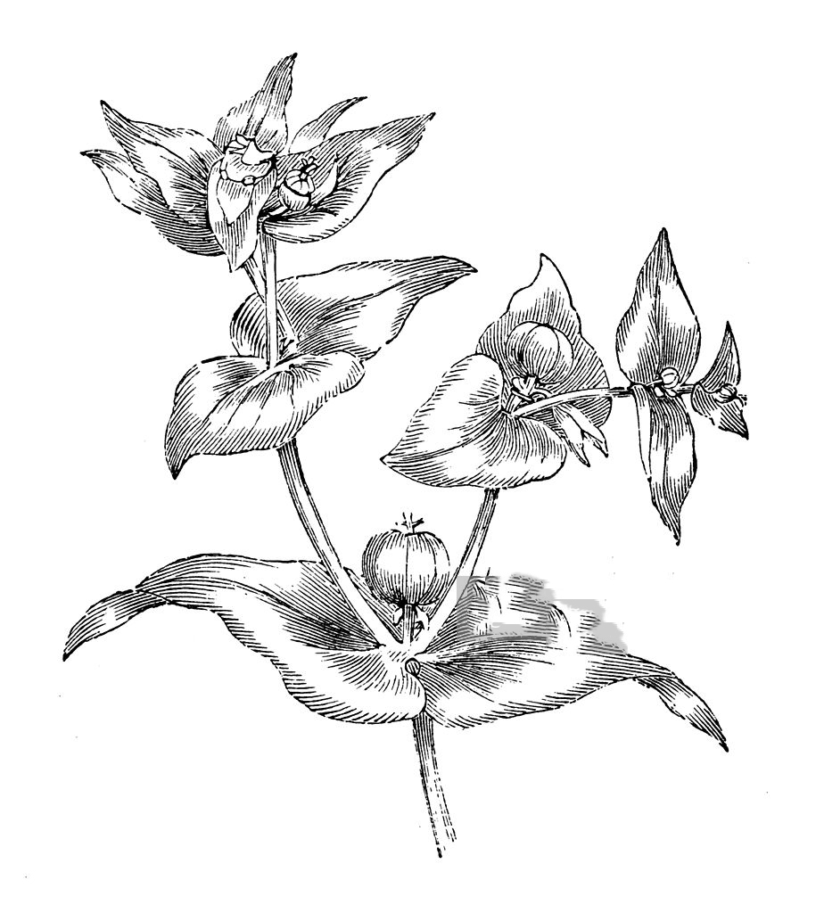 Sketch-of-Mole-plant