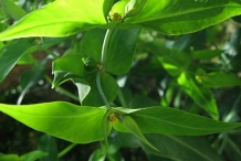Leaves-of-Mole-plant