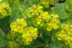 Flowers-of-Mole-plant