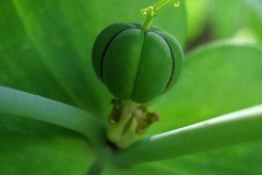 Immature--fruit-of-Mole-plant