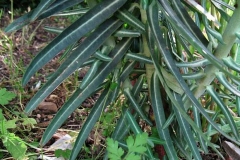 Lower-leaves-of-Mole-plant-