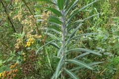 Mole-plant-growing-wild